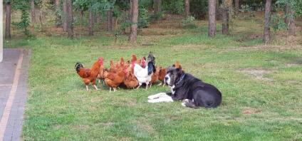 Een grote zwart-witte hond omringd door een kudde kippen