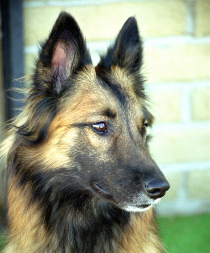 Een close up van de prachtige, spitse oren van een belgische tervuren