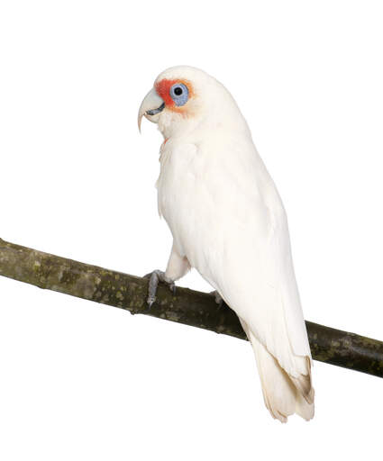 Een mooie kleine corella neergestreken op een tak