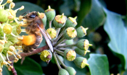 Close-up van bijen op klimop stuifmeel verzamelen