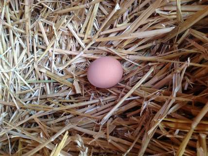 Hoe Maakt Een Kip Een Ei? | Eieren | Kippen | Guide | Omlet Benelux