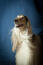 Een glamourous afghan hound met mooie witte oren