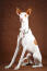 A GorGeous ibizan hound met lange voorpoten