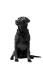 Een mooie, zwarte labrador retriever, netjes zittend, pronken met zijn gezonde, dikke vacht