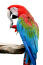 De mooie witte snavel en de lange, blauwe staartveren van een rode en blauwe ara