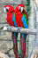Twee rode en blauwe ara's met prachtige, lange staartveren