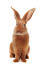 Een fauve de bourGogne konijn pronkt met zijn mooie grote oren
