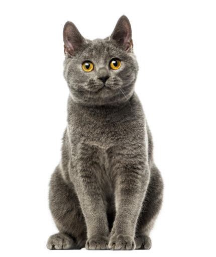 Een chartreux kat met een diep grijze vacht