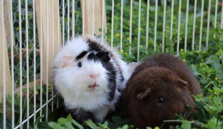 Cavia's