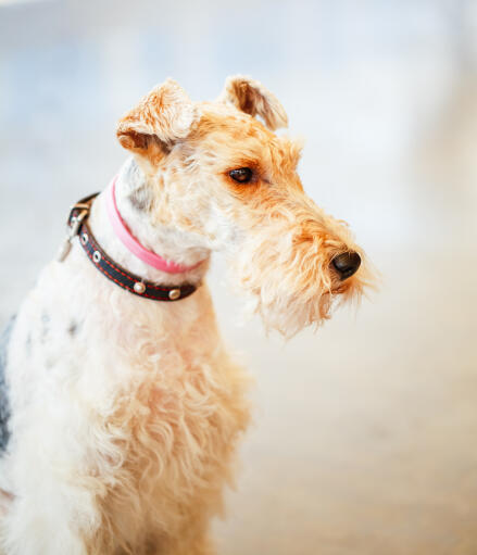 Een draad fox terrier's prachtige, lange neus en draadachtige oren