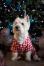 Hond met witte en rode vacht
