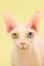 Een bambino kat met heterochromie ogen
