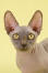 Een donkere bambino kat met Golden ogen en grote oren