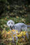 Een mooie, kleine bedlington terriër die buiten speelt