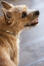 Een close up van een norwich terrier's ongelooflijke dikke, pezige vacht