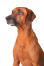 Het hoofd van een prachtige trotse rhodesian ridgeback