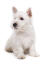 A GorGeous, kleine west highland terrier puppy zit heel netjes, wachtend op wat aandacht