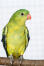 De mooie, kleine, oranje snavel van een regent papegaai