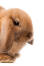 Een close up van een mini lop konijnen mooie korte neus