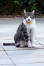 Amerikaanse draadhaar kat met een gele halsband zittend op een terras.