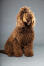 Kastanjekleurige vertroetelde barbet hond met haarspeld
