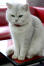 Britse korthaar getipte kat zittend op een rode tafel