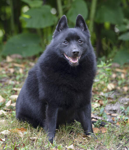 Een ongelooflijk klein schipperke zittend, pronken met zijn dikke zachte donkere vacht