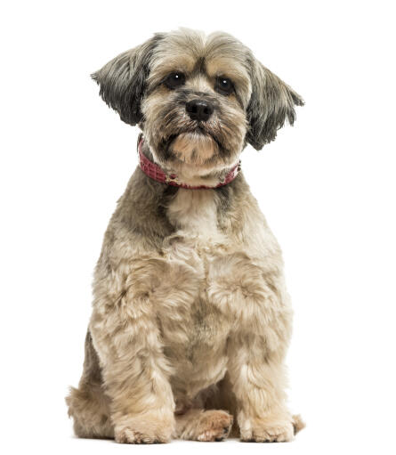 Een lieve kleine lhasa apso met een kort puppy kapsel en flaporen