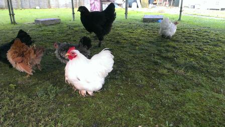 Een paar van mijn kudde, White Pekin (haan & hen), Black Pekin, Frizzle Serama en Black Brahma