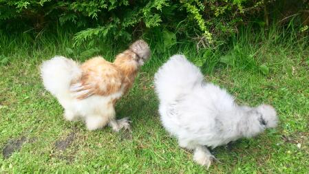 Onze eerste twee Zijdehoenders! Vrijdag weer onderweg! We kunnen niet wachten!