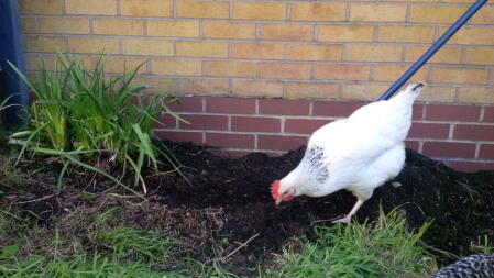 hulp in de tuin