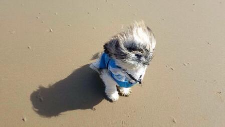 Caesar aan het strand