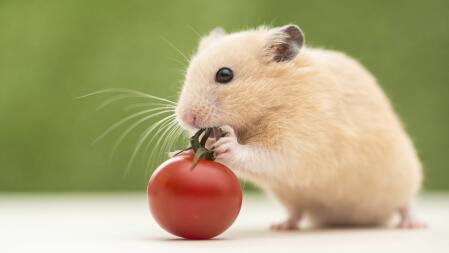 MIJN MOOIE HAMSTER, HOUDT VAN TOMATEN