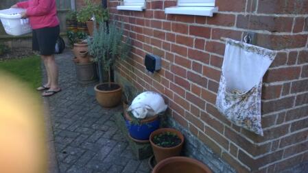 Bollen planten voor de zomer