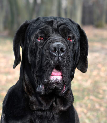 Een close up van de mooie, krachtige kop van een neapolitaanse mastiff