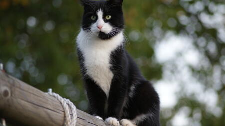 Een kat die op een lange paal staat.