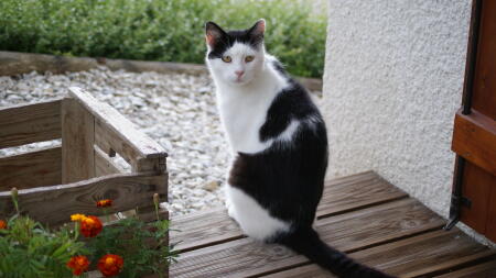 Kat in de tuin