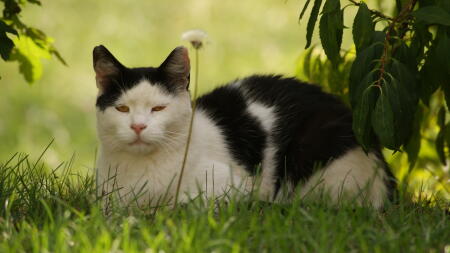 Kat ligt in gras