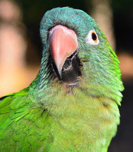 Een close up van de prachtige ogen van een blauwkroonparkiet