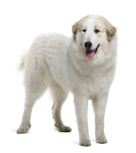 Een mooie pyreneese berghond met een gezonde, dikke witte vacht