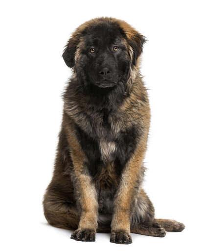 Een mooie, jonge leonberger met een korte, dikke puppy vacht