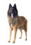 Een belgische herdershond (tervueren) die met zijn tong uitsteekt