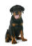 Een prachtige rottweiler pup die pronkt met zijn gigantische poten