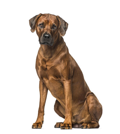 Een volwassen mannelijke rhodesian ridgeback, sterk en trots, wachtend op commando's