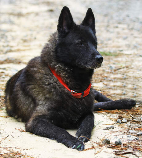 Een gezonde volwassen noorse elandhond met een mooie donkere vacht