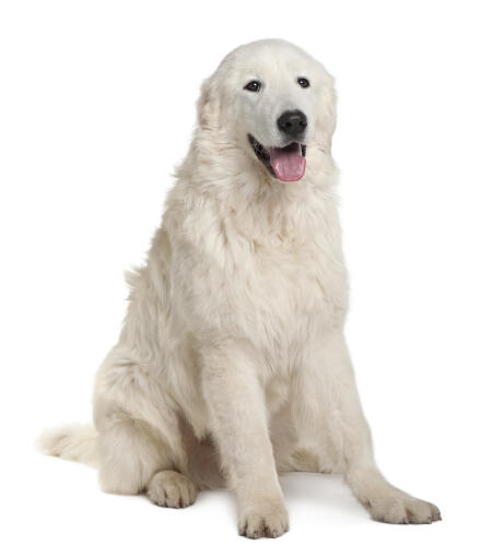 Maremma-schapenhond-witte-achtergrond