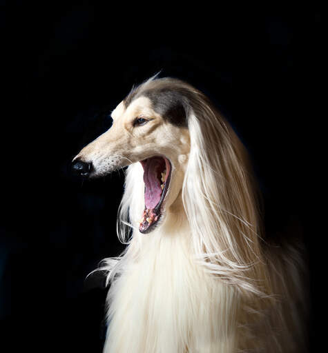 Een GorGeous afghan hound pronken met zijn enorme mond