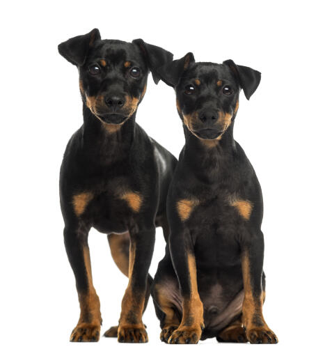 Twee leergierige dobermann pinscher pups zitten samen