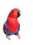 Een mooie eclectus papegaai met een grote, zwarte snavel