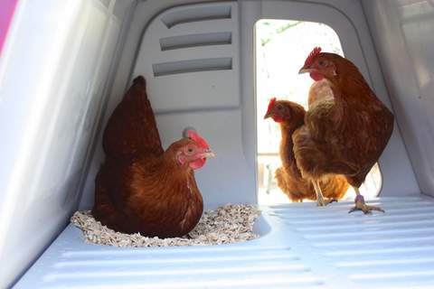 Pauline Snel's beautiful hens nesting in a bed of fresh shavings in their Eglu Go Up